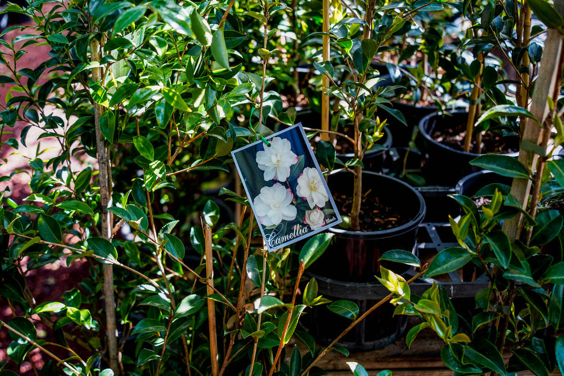 Caring for Camellia’s in the Macedon Ranges
