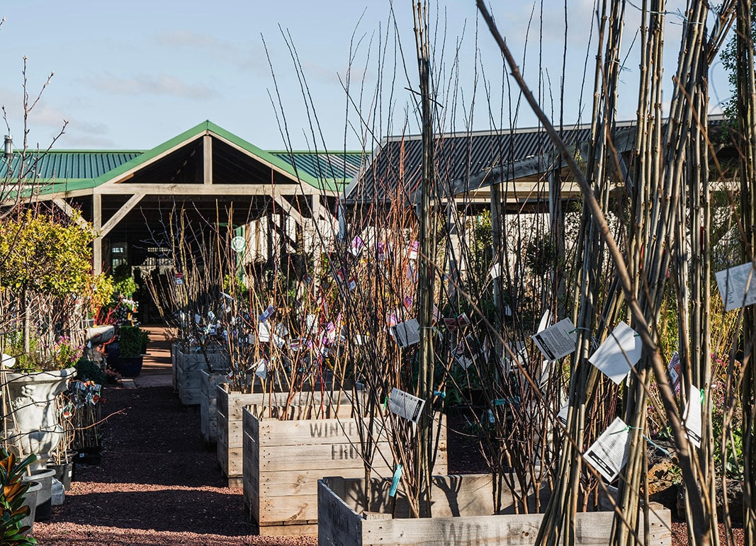 Six Best Reasons to Plant Bare Root Trees in the Macedon Ranges