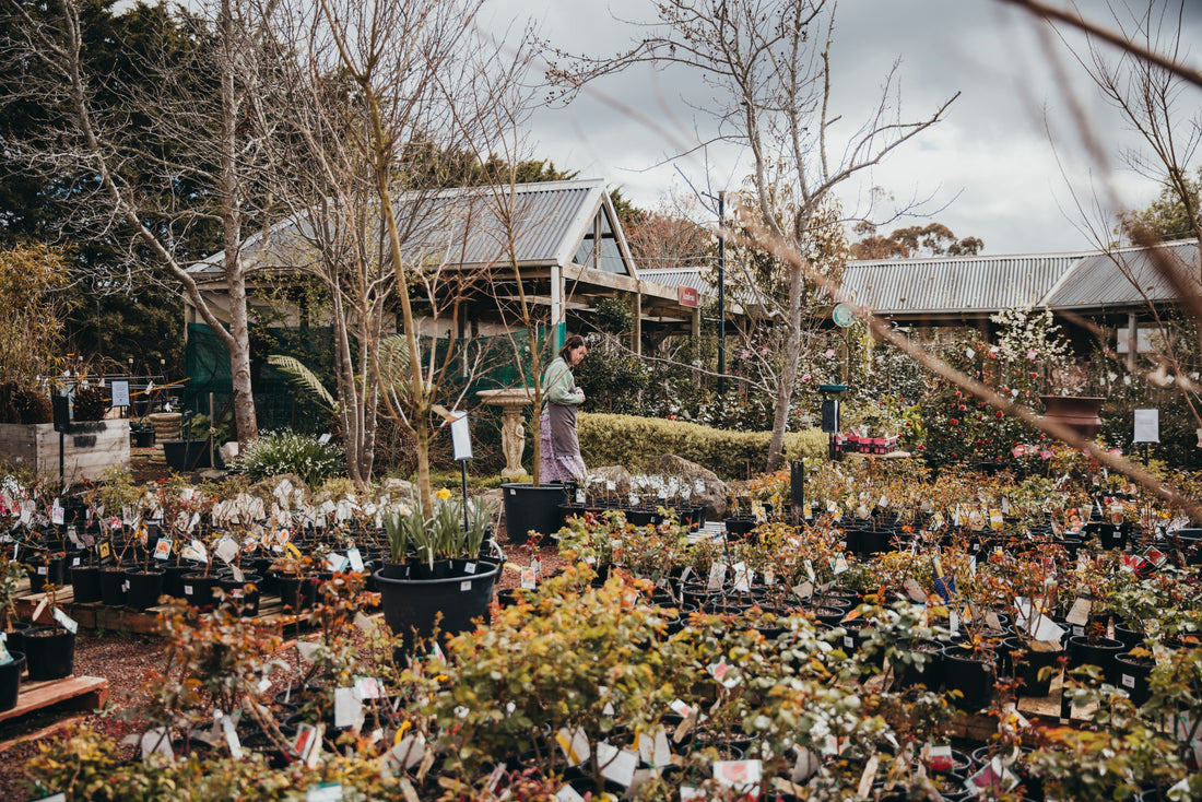 Winter Gardening Jobs in the Macedon Ranges