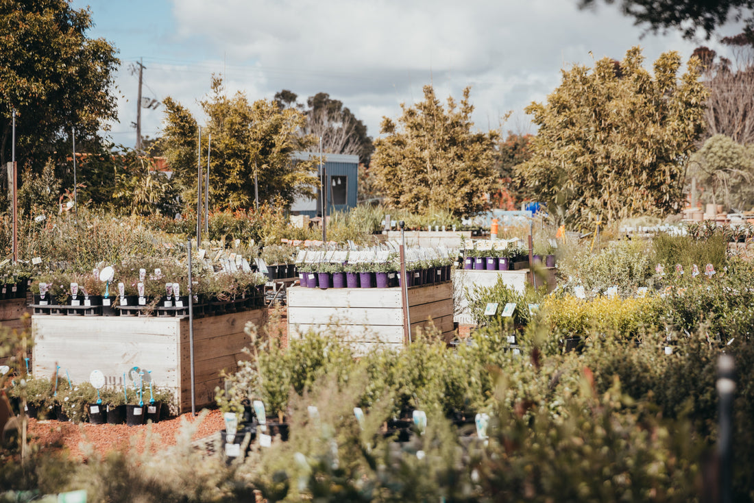 Autumn Planting Guide