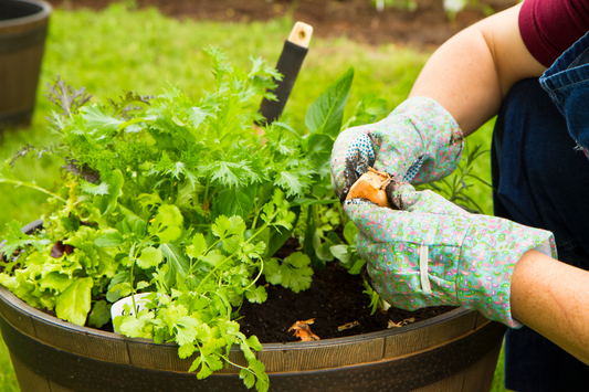 Gloved hands working on winter vegetables and herbs in pot