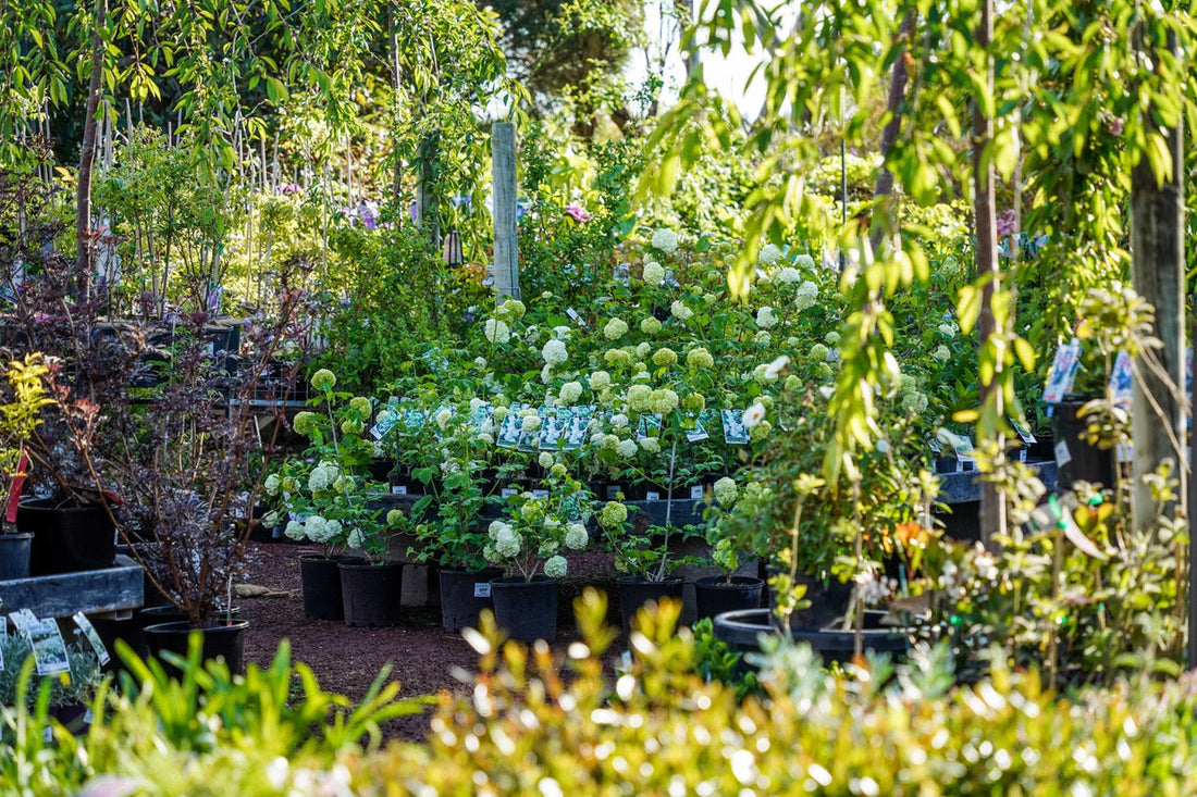 How to keep your garden healthy while you're away