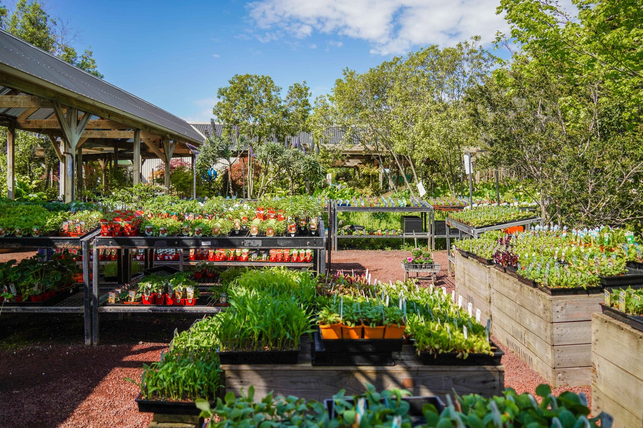 Top tips to keep your veggie garden flourishing – Riddells Creek Nursery